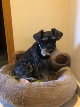 Baskets-Mat Nest Super-Soft Kennel Pet-Bed Cat Plush Washable Soft-Fleece Waterproof