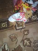 Ropa para perros y gatos traje camisa de chihuahua ropa perro ubranka dla psa honden kleding roupa para cachorro perros pequeños chaleco mascota ropa