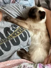 Multi-propósito peine para perro y gato aguja de cepillo para el cabello para mascota para Yokie cachorro perro pequeño removedor de pelo de belleza para mascotas aseo herramienta