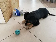 Nuevo juguetes para mascotas juguetes para 5CM perro pelota elástica interactiva de caucho Natural goteando bola diente limpio gato perro interactivo Juguetes