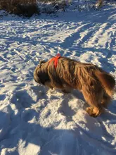 Truelove Pet Dog Harness Large Small For Pitbull Reflective Safety Harness For Dogs