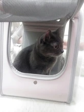Pet Carrier For Dogs Cat Breathable Dog Backpack Cat Carrier Carrying Bag Portable Dog