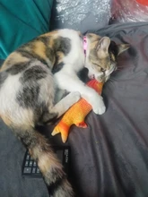 Cheap Pet Products Fish Toy Cat Scratch Board Scratching Post Catnip toys for Cat Pet