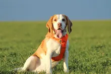 Truelove Pet Dog Harness Large Small For Pitbull Reflective Safety Harness For Dogs