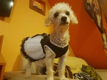 Pet-Collar-Accessories Necklace Pendants Jewelry Rhinestone Imitation-Pearl Small Dogs
