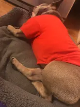 Letras de moda impreso Bulldog francés Camisa de algodón elástico ropa de perro mascota para Yorkshire Chihuahua verano bombero esposa camiseta bombero novia fuego emblema bombero Don bombero Cruz de traje