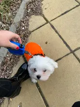 Abrigo de invierno para mascotas, ropa cálida para perros pequeños, abrigo de Navidad para perros grandes, chihuahua