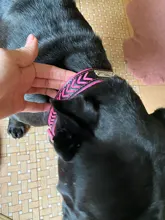 Cat-Nameplate-Collar Engraved Puppy Dogs Custom Personalized Adjustable Pug for Small