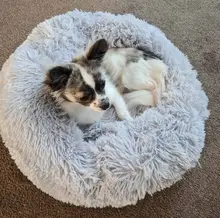 Del Departamento de Defensa de cojín de cama de felpa larga 2017 Top papá Oso Polar animal calmante para mascotas cama para perro grande gato de Casa de perro Hondenmand perrera Super suave y esponjoso cómodo