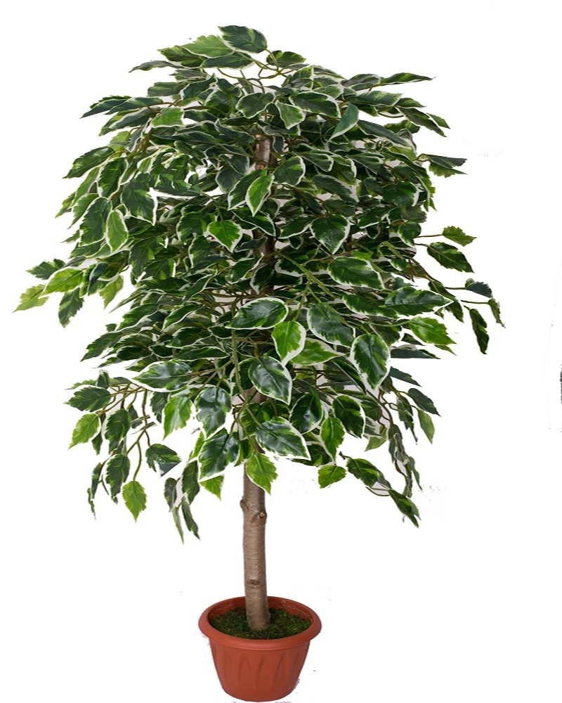 Купить Домашние Деревья В Екатеринбурге