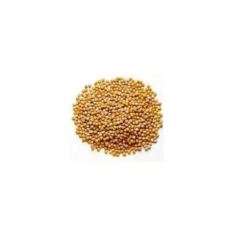 Yellow mustar seed afbeelding