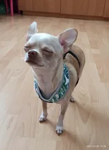 Arnés de Bulldog Francés transpirable para perros pequeños y medianos, chaleco para gatos, entrenamiento para caminar