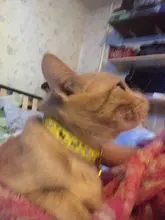 Collar de policarbonato para perros, hebillas ajustables con campana, correa para el cuello, suministros para mascotas, accesorios para perros pequeños, Chihuahua, Bulldogs, 1 unidad