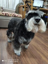 Grooming Clippers Hair-Trimmer Cat Shaver Haitcut-Machine Professional Electric Baorun