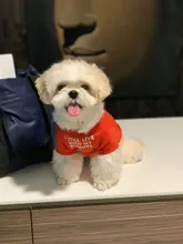 Letras de moda impreso Bulldog francés Camisa de algodón elástico ropa de perro mascota para Yorkshire Chihuahua verano bombero esposa camiseta bombero novia fuego emblema bombero Don bombero Cruz de traje