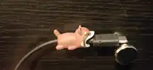 Cover Protect-Case Earphone-Cable Decor-Wire Buddies Animal Cartoon Cute 