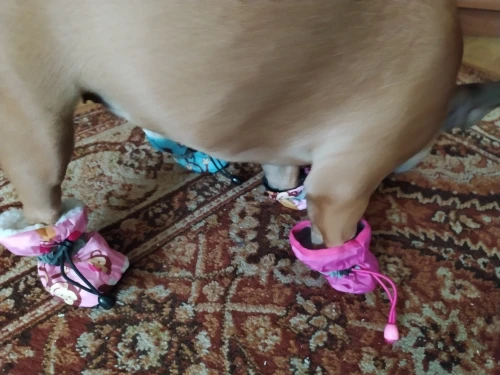 Waterproof Anti-Slip Boots | Boots for Small Medium Dog photo review