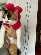 Ropa de Gato caliente para mascotas, abrigo, chaqueta para perros pequeños, medianos, gatos, Chihuahua, ropa de Yorkshire, disfraz rosa, S-2XL
