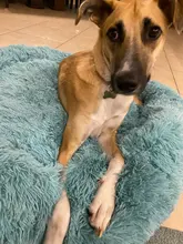 Perrera larga de felpa supersuave para mascotas, saco de dormir redondo, tumbona para casa de gatos, cesta de sofá cálido de invierno para perros pequeños, medianos y grandes