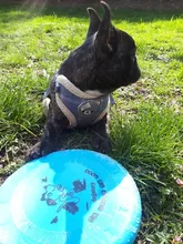 Uds platillo volante de plástico para perros, juego de mascotas, discos voladores resistentes, mordedores divertidos, adiestramiento de cachorros, juguete interactivo, tienda de mascotas