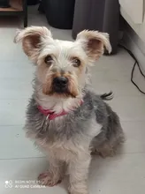 Halloween-Costume Christmas-Dog Hoodies Dogs-Coat Small Chihuahua Winter for Cat