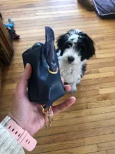 De viaje portátil, al aire libre perro Bolsa para popó dispensador de bolsa de cuero de la PU Gato recoger Bolsa para popó de residuos bolsas organizador venta al por mayor