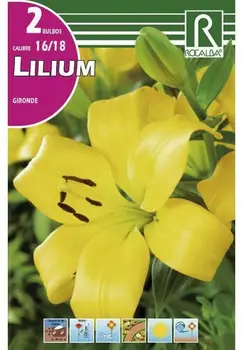 

Flower bulbs LILIUM GIRONDE-yellow spring bulbs