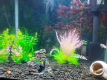 Grass-Decoration Aquarium-Decor Plant Fish-Tank Artificial-Plants Simulation Water-Weeds-Ornament