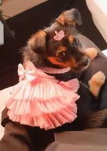 Dress Sling Puppy-Costume Pet-Dog Lace Small Dog Wedding for Party Birthday Bowknot