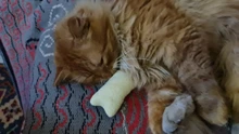 Teeth Grinding Catnip Toys Funny Interactive Plush Cat Toy Pet Kitten Chewing Vocal Toy