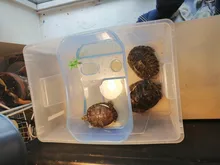 Vivarium-Box Food-Tool-Accessories Tortoise Tank-Breeding Basking-Ramp Turtle Reptile