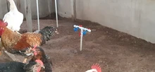 5 uds. Taza colgante para gallinas, fuentes para bebedero, tazón para el agua para aves, vasos bebederos para patio, riego automático para aves de corral