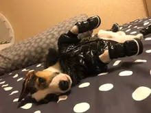 New Arrival Noble Pet Dogs Winter Vest Coat Fur Collar Russia Classic Dogs Clothing Soft