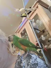 Bird Suspension Bridge Ladder Swing Hanging Climbing Frame Toy for Squirrel Parrot Hamsters Mice Pet Cage Accessory