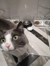 Cat-Bowls Bowl-Supplies Feeders Raised-Stand Double For Cats Dogs Non-Slip with Pet-Food