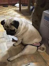 Menstruation Underwear Panties Jumpsuit Diaper Dog-Shorts Pet-Physiological Sanitary