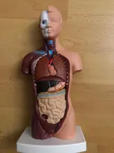 Torso humano cuerpo modelo de anatomía, anatómico médico los órganos internos para la enseñanza Dropshipping. Exclusivo.