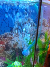 Aquarium Air Bubble Increaser Fish Tank Oxygen Increase Ball Air Pump Accessory