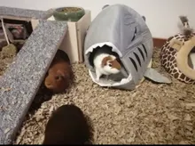 Bed Cage-House Hamster Hedgehog Rodents-Supply-Accessory Ferret Guinea-Pig Small Pet