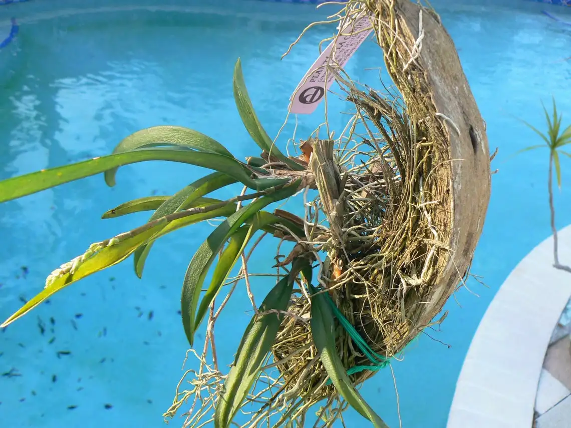 Орхидея тилландия Кокосовая шелуха с вешалкой набор из 3 тропических растений