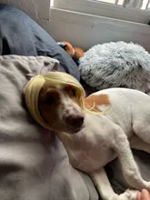 Buqi-flequillo falso para mujer adulta, pinza con flecos, flequillo, negro, marrón, Rubio, accesorios para el cabello