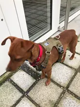 Harness Light-Weight Military-Service Truelove Dog Small Outdoor Tactical Medium Adjustable