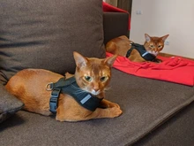 Harness Vest Leash Lead Puppy-Dogs-Collar Cat Dog Adjustable Small Walking for Polyester