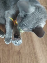 Catnip Toys Ball Cat-Toy Gato Interactive Treats Katten Pawstrip Soft 1pc Speelgoed