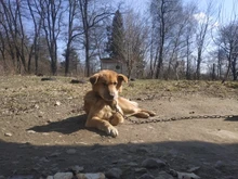 3m y 5m Durable Correa automática retráctil de Nylon gato plomo extensión cachorro caminar correr a la ruleta para perros