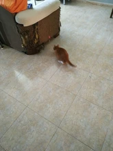 Juguetes interactivos para gatos, Láser LED para mascotas, modo manual divertido, electrónico, para todos los gatos, Laserlampje Kat