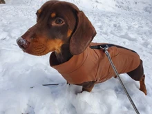 Jacket Vest Puppy-Clothing Pug-Coat Small Dogs Chihuahua Waterproof Winter Teddy Pet-Dog