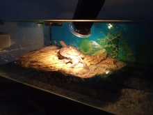 Conjunto de lámpara para reptiles UVA + UVB 3,0, con soporte de bombilla con Clip y termómetro, higrómetro, Tortuga, Kit de lámpara de calentamiento de base