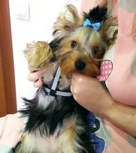 Suave de cuero de gamuza de arnés para perro Cachorro de diamantes de imitación chaleco para gatos mascota Mascotas Cachorro arneses para pequeño mediano perros Chihuahua rosa
