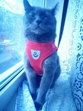 Arnés y correa reflectantes para gato, ropa transpirable a prueba de Escape para mascotas, chaleco ajustable de fácil Control